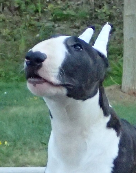 Aldo's Stars  - Chiots disponibles - Bull Terrier