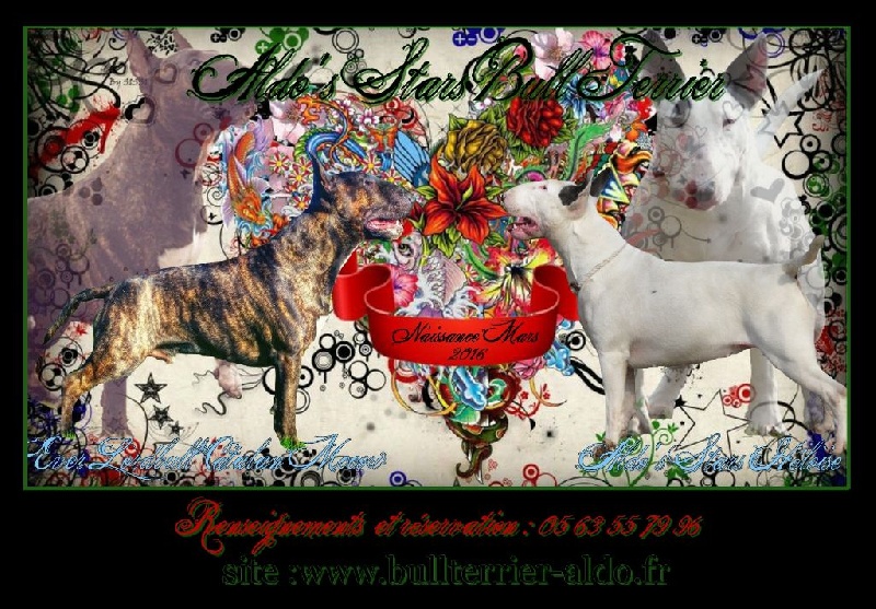 Chiot Bull Terrier Aldo's Stars